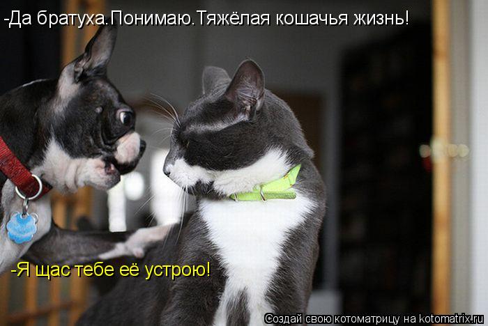 -Да братуха.Понимаю.Тяжёлая кошачья жизнь! -Я щас тебе её устрою!... Котоматрица: -Да братуха.Понимаю.Тяжёлая кошачья жизнь! -Я щас тебе её устрою!