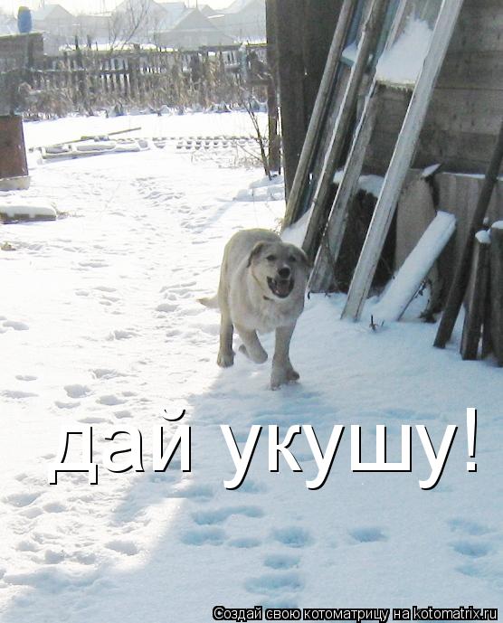 дай укушу!... Котоматрица: дай укушу!