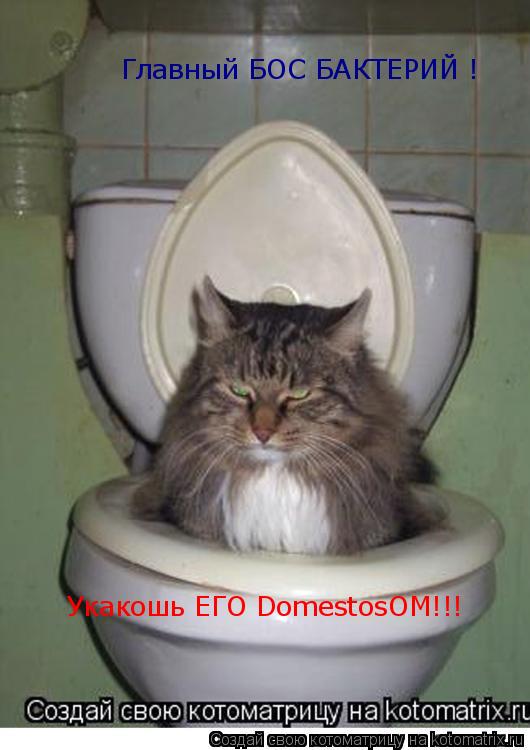 Главный БОС БАКТЕРИЙ ! Укакошь ЕГО DomestosОМ!!!... Котоматрица: Главный БОС БАКТЕРИЙ ! Укакошь ЕГО DomestosОМ!!!