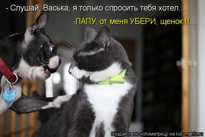 -ЛАПУ, от меня УБЕРИ, щенок !!.. - Слушай, Васька, я только спросить тебя хотел...... Котоматрица: -ЛАПУ, от меня УБЕРИ, щенок !!.. - Слушай, Васька, я только спросить тебя хотел...
