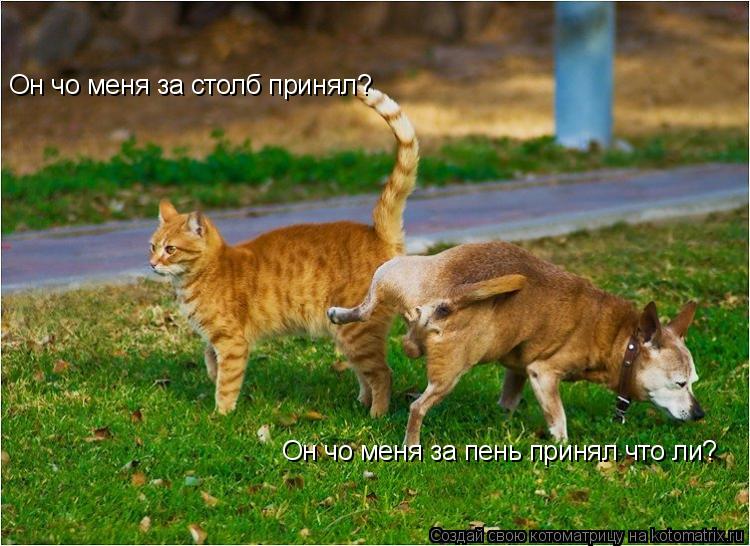 Он чо меня за столб принял? Он чо меня за пень принял что ли?... Котоматрица: Он чо меня за столб принял? Он чо меня за пень принял что ли?