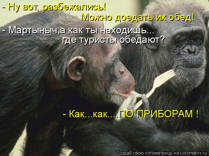 Котоматрица: где туристы обедают? - Мартыныч,а как ты находишь... - Ну вот, разбежались!  Можно доедать их обед! - Как...как....ПО ПРИБОРАМ !