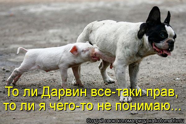 То ли Дарвин все-таки прав, то ли я чего-то не понимаю...... Котоматрица: То ли Дарвин все-таки прав, то ли я чего-то не понимаю...