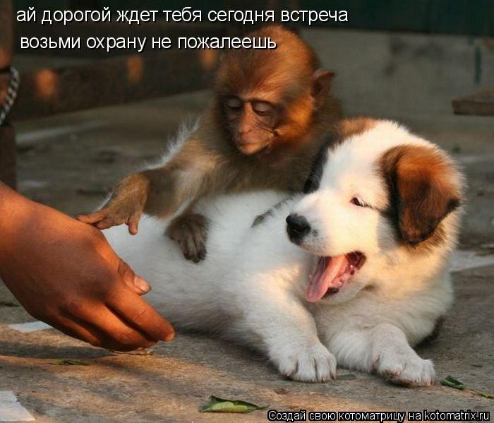 ай дорогой ждет тебя сегодня встреча возьми охрану не пожалеешь... Котоматрица: ай дорогой ждет тебя сегодня встреча возьми охрану не пожалеешь