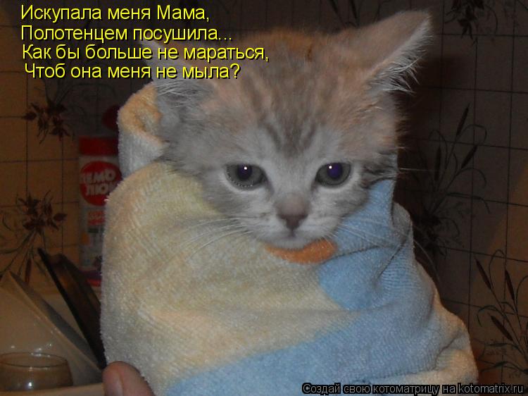 Искупала меня Мама, Полотенцем посушила... Как бы больше не мараться, Чтоб она меня не мыла?... Котоматрица: Искупала меня Мама, Полотенцем посушила... Как бы больше не мараться, Чтоб она меня не мыла?