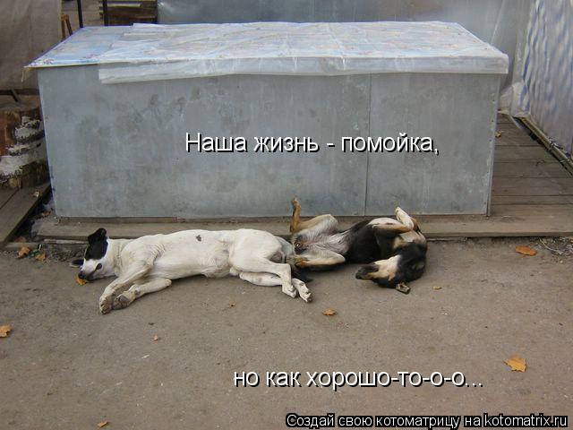 Наша жизнь - помойка, но как хорошо-то-о-о...... Котоматрица: Наша жизнь - помойка, но как хорошо-то-о-о...