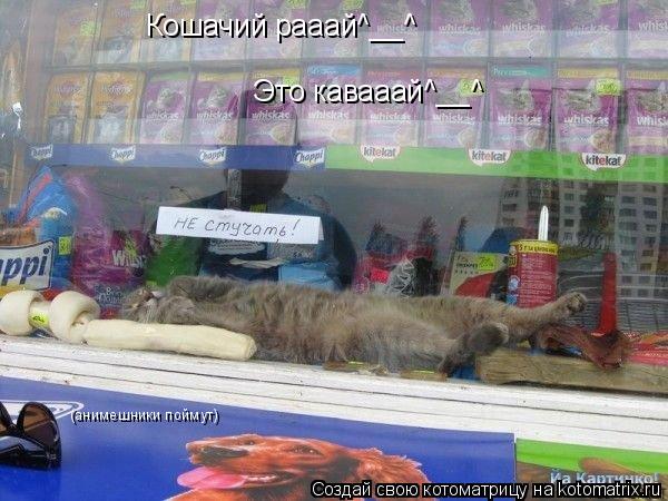 Кошачий рааай^__^ Это кавааай^__^ (анимешники поймут)... Котоматрица: Кошачий рааай^__^ Это кавааай^__^ (анимешники поймут)