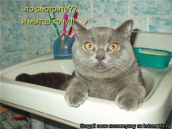 что смотрите?? я мытца хочу!!!... Котоматрица: что смотрите?? я мытца хочу!!!