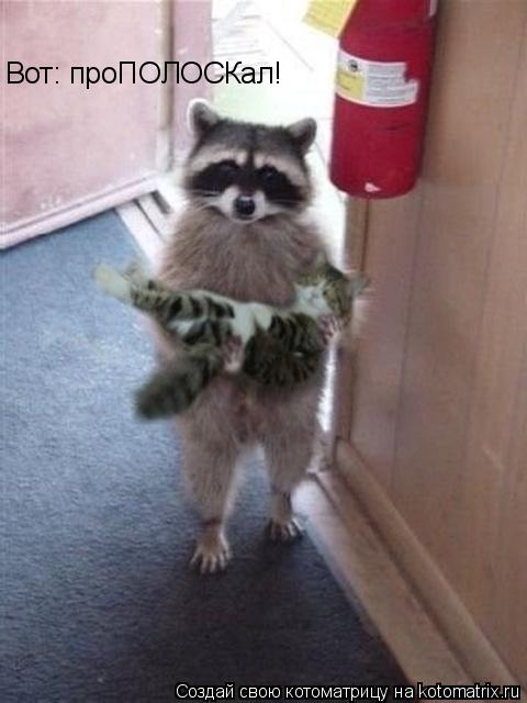 Вот: проПОЛОСКал!... Котоматрица: Вот: проПОЛОСКал!