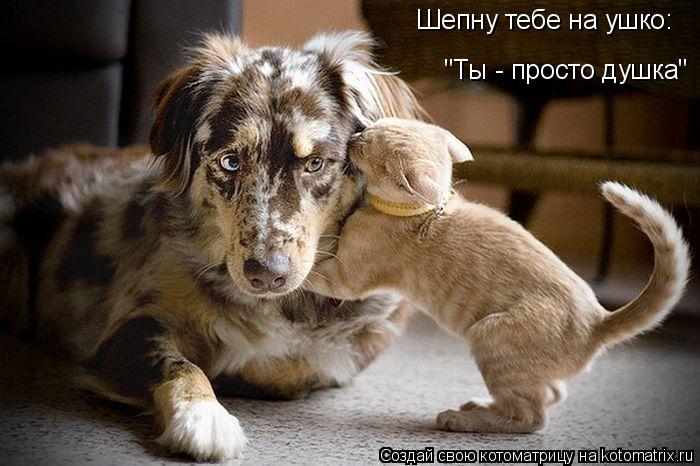 Шепну тебе на ушко: "Ты - просто душка"... Котоматрица: Шепну тебе на ушко: "Ты - просто душка"
