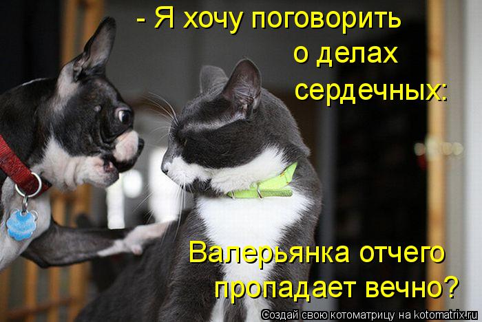 - Я хочу поговорить о делах сердечных: Валерьянка отчего пропадает вечно?... Котоматрица: - Я хочу поговорить о делах сердечных: Валерьянка отчего пропадает вечно?