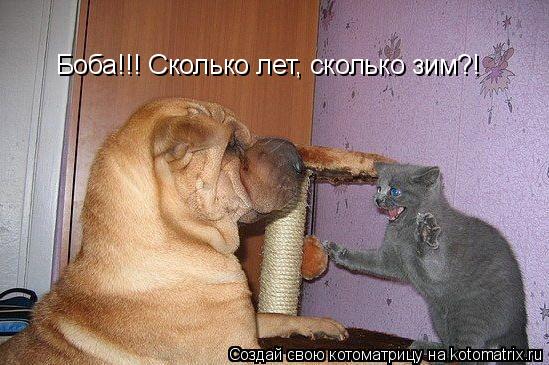 Боба!!! Сколько лет, сколько зим?!... Котоматрица: Боба!!! Сколько лет, сколько зим?!