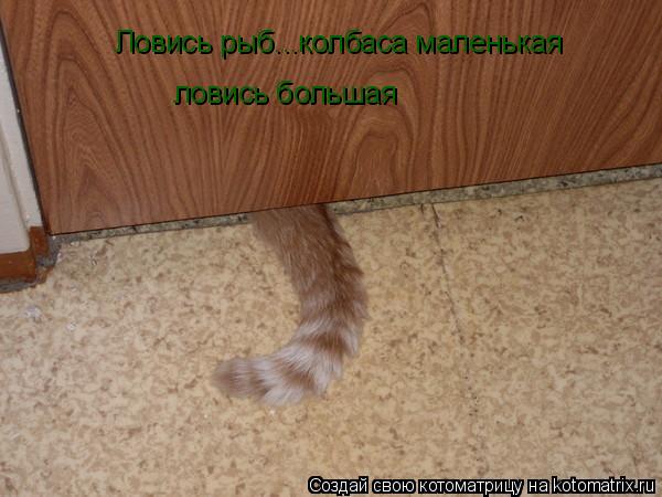 Ловись рыб...колбаса маленькая ловись большая... Котоматрица: Ловись рыб...колбаса маленькая ловись большая