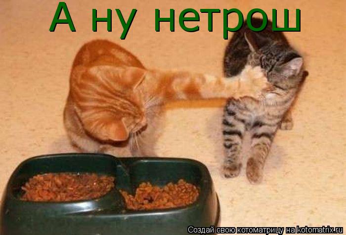 А ну нетрош... Котоматрица: А ну нетрош