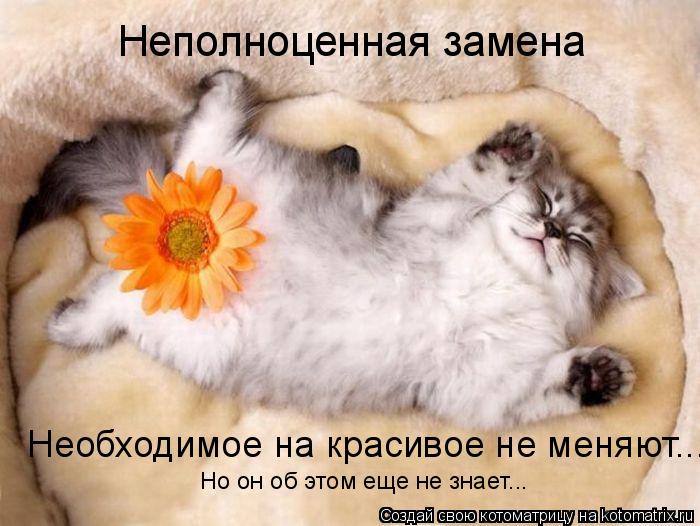 Неполноценная замена Необходимое на красивое не меняют... Но он об этом еще не знает...... Котоматрица: Неполноценная замена Необходимое на красивое не меняют... Но он об этом еще не знает...