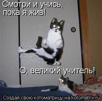 Смотри и учись, пока я жив! О, великий учитель!... Котоматрица: Смотри и учись, пока я жив! О, великий учитель!