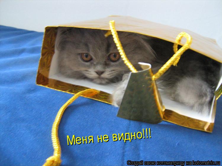 Меня не видно!!!... Котоматрица: Меня не видно!!!