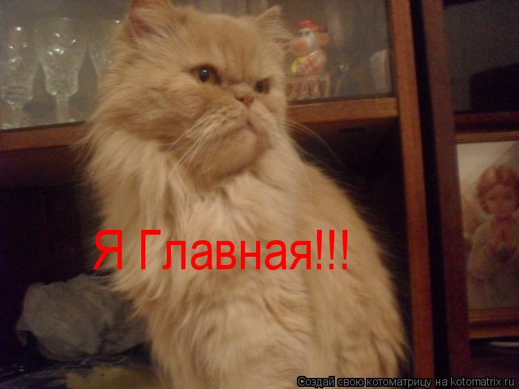 Я Главная!!!... Котоматрица: Я Главная!!!