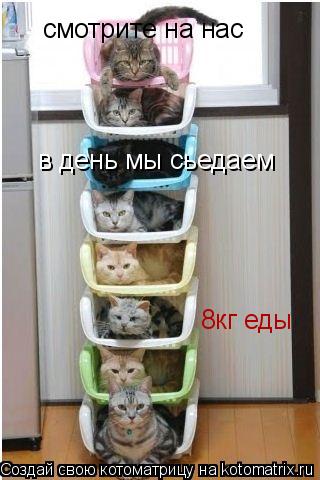 смотрите на нас в день мы сьедаем 8кг еды... Котоматрица: смотрите на нас в день мы сьедаем 8кг еды