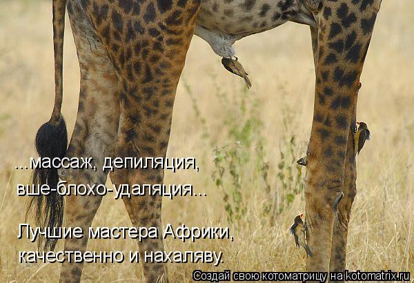 ...массаж, депиляция, вше-блохо-удаляция... качественно и нахаляву. Лучшие мастера Африки, Лучшие мас... Котоматрица: ...массаж, депиляция, вше-блохо-удаляция... качественно и нахаляву. Лучшие мастера Африки, Лучшие мастера Африки,