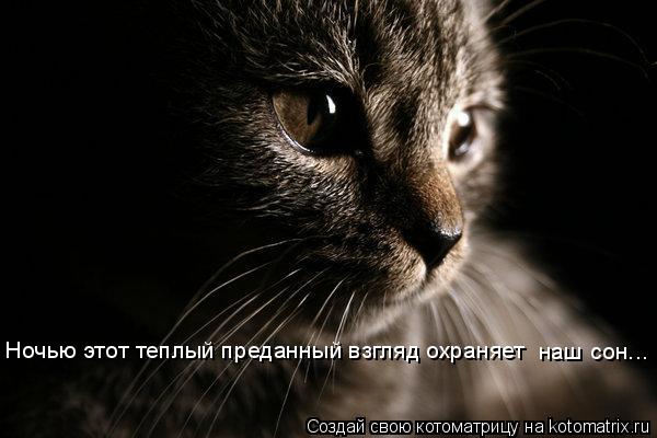 Ночью этот теплый преданный взгляд охраняет наш сон...... Котоматрица: Ночью этот теплый преданный взгляд охраняет наш сон...