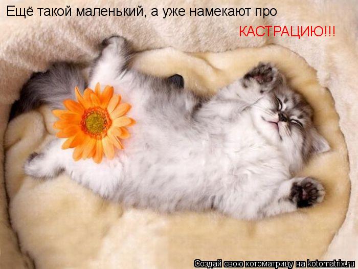 Ещё такой маленький, а уже намекают про КАСТРАЦИЮ!!!... Котоматрица: Ещё такой маленький, а уже намекают про КАСТРАЦИЮ!!!
