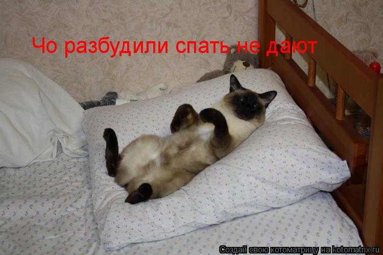 Чо разбудили спать не дают... Котоматрица: Чо разбудили спать не дают