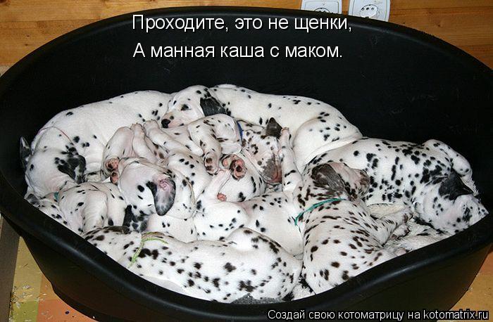 Проходите, это не щенки, А манная каша с маком.... Котоматрица: Проходите, это не щенки, А манная каша с маком.