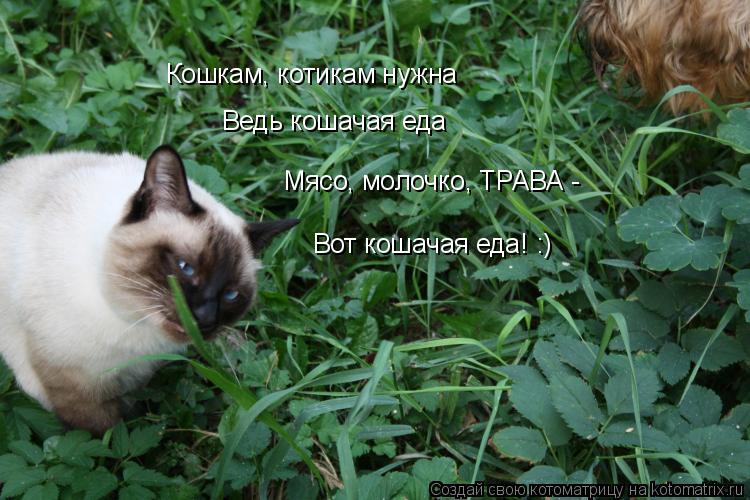 Кошкам, котикам нужна Ведь кошачая еда Мясо, молочко, ТРАВА - Вот кошачая еда! :)... Котоматрица: Кошкам, котикам нужна Ведь кошачая еда Мясо, молочко, ТРАВА - Вот кошачая еда! :)