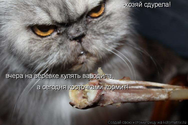 -хозяй сдурела! вчера на верёвке кулять ваводила, а сегодня косточками кормит!... Котоматрица: -хозяй сдурела! вчера на верёвке кулять ваводила, а сегодня косточками кормит!