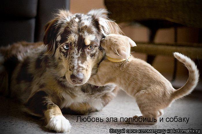 Любовь зла полюбишь и собаку... Котоматрица: Любовь зла полюбишь и собаку