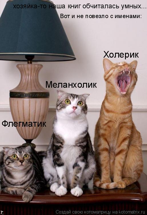Флегматик Меланхолик Холерик хозяйка-то наша книг обчиталась умных... Вот и не повезло с именами:... Котоматрица: Флегматик Меланхолик Холерик хозяйка-то наша книг обчиталась умных... Вот и не повезло с именами: