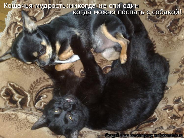 Кошачья мудрость:никогда не спи один когда можно поспать с собакой!... Котоматрица: Кошачья мудрость:никогда не спи один когда можно поспать с собакой!