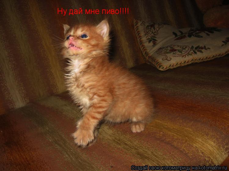 Ну дай мне пиво!!!!... Котоматрица: Ну дай мне пиво!!!!