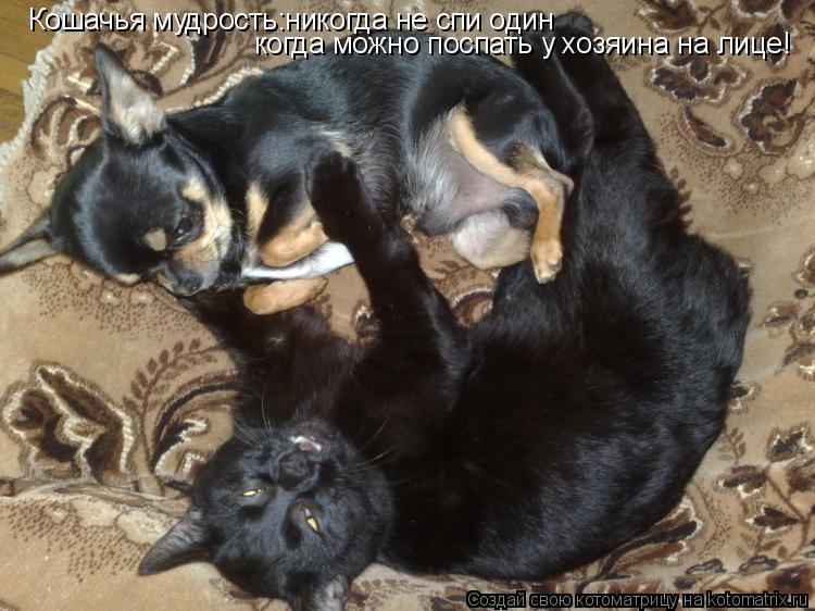 Кошачья мудрость:никогда не спи один когда можно поспать у хозяина на лице!... Котоматрица: Кошачья мудрость:никогда не спи один когда можно поспать у хозяина на лице!