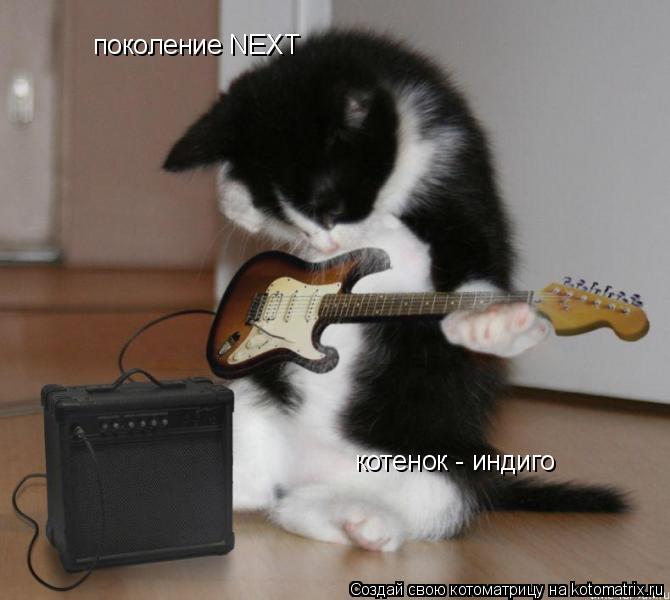поколение NEXT котенок - индиго... Котоматрица: поколение NEXT котенок - индиго