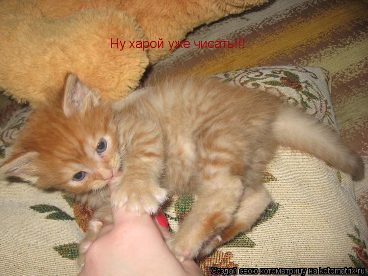 Ну харой уже чисать!!!... Котоматрица: Ну харой уже чисать!!!