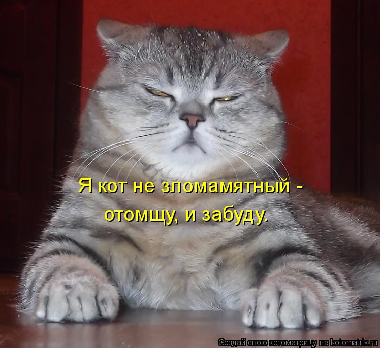 Я кот не зломамятный - отомщу, и забуду.... Котоматрица: Я кот не зломамятный - отомщу, и забуду.