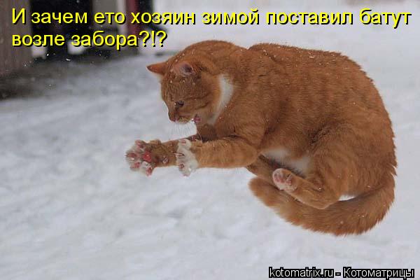 И зачем ето хозяин зимой поставил батут возле забора?!?... Котоматрица: И зачем ето хозяин зимой поставил батут возле забора?!?