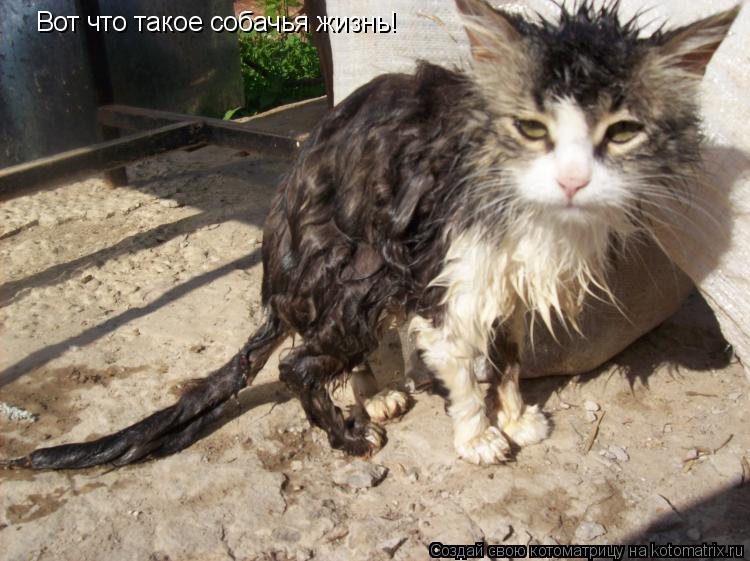Вот что такое собачья жизнь!... Котоматрица: Вот что такое собачья жизнь!