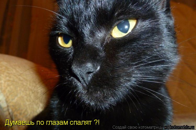 Думаешь по глазам спалят ?!... Котоматрица: Думаешь по глазам спалят ?!