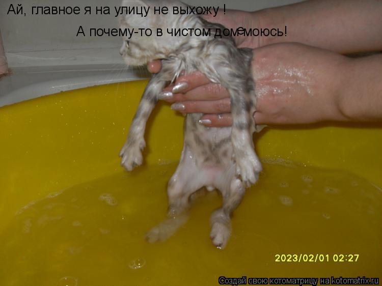 Ай, главное я на улицу не выхожу ! А почему-то в чистом дом моюсь! А почему-то в чистом дом моюсь! ... Котоматрица: Ай, главное я на улицу не выхожу ! А почему-то в чистом дом моюсь! А почему-то в чистом дом моюсь! е