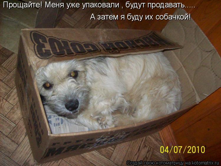 Прощайте! Меня уже упаковали , будут продавать..... А затем я буду их собачкой!... Котоматрица: Прощайте! Меня уже упаковали , будут продавать..... А затем я буду их собачкой!