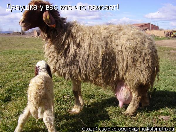 Девушка у вас кое что свисает!... Котоматрица: Девушка у вас кое что свисает!