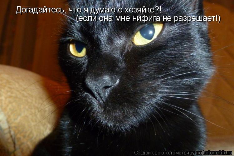 Догадайтесь, что я думаю о хозяйке?! (если она мне нифига не разрешает!)... Котоматрица: Догадайтесь, что я думаю о хозяйке?! (если она мне нифига не разрешает!)