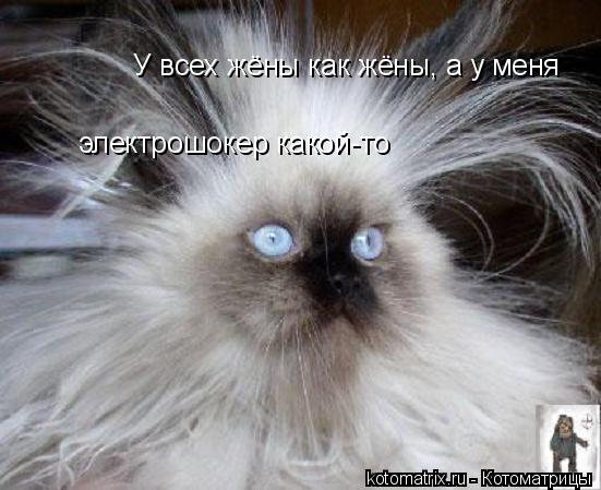 Котоматрица: У всех жёны как жёны, а у меня электрошокер какой-то