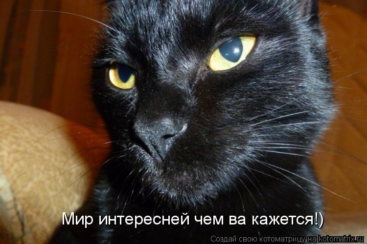 Мир интересней чем ва кажется!)... Котоматрица: Мир интересней чем ва кажется!)