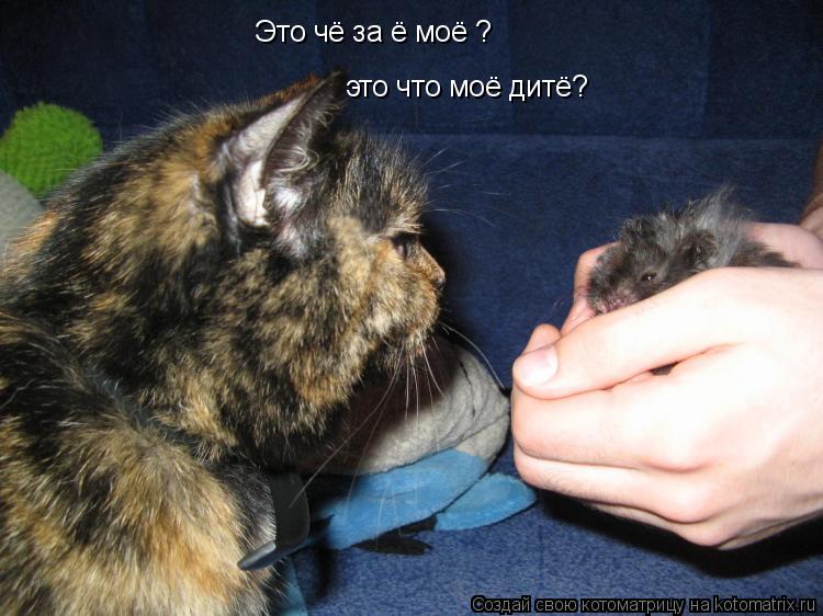 Это чё за ё моё ? это что моё дитё?... Котоматрица: Это чё за ё моё ? это что моё дитё?