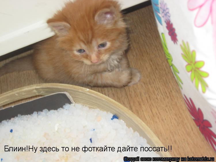 Блиин!Ну здесь то не фоткайте дайте поссать!!... Котоматрица: Блиин!Ну здесь то не фоткайте дайте поссать!!