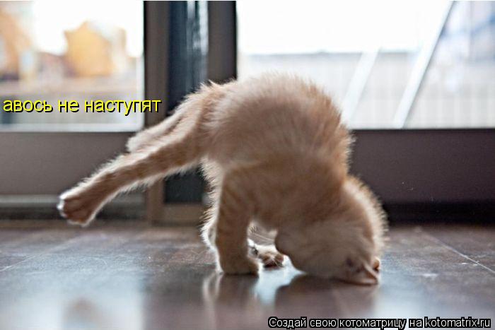 авось не наступят... Котоматрица: авось не наступят
